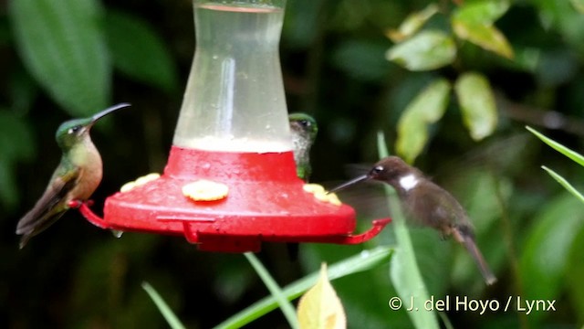 Brown Inca - ML201402531
