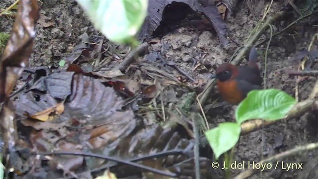 Rufous-breasted Antthrush - ML201402551