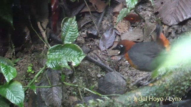 Rufous-breasted Antthrush - ML201402561