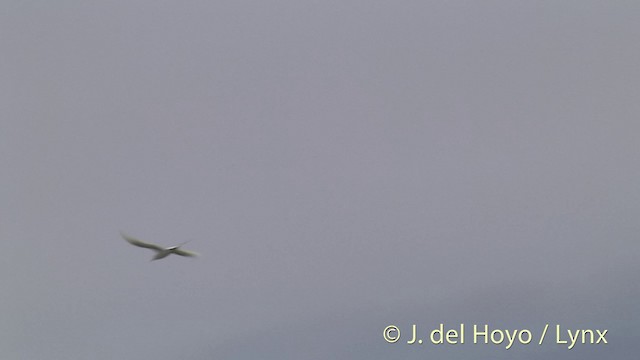 Rabijunco Colirrojo - ML201402671