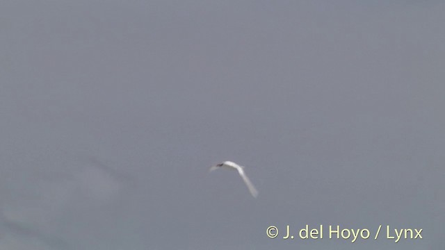 Red-tailed Tropicbird - ML201402681