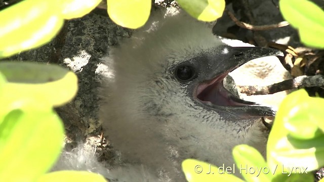 Red-tailed Tropicbird - ML201402721