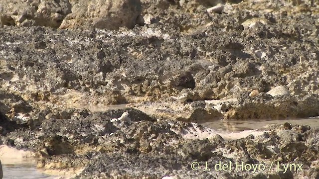 Tuamotu Sandpiper - ML201402811