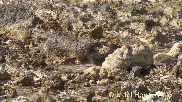 Tuamotu Sandpiper - ML201402821