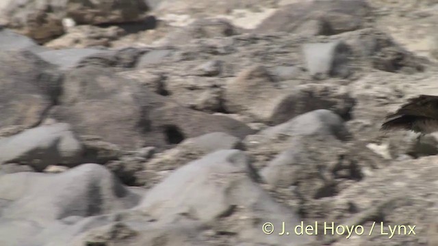 Tuamotu Sandpiper - ML201402831