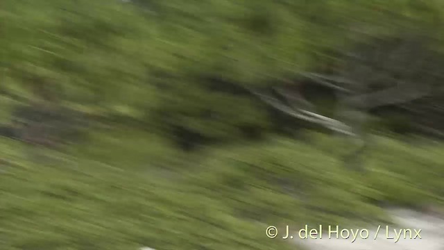 Tuamotu Sandpiper - ML201402851