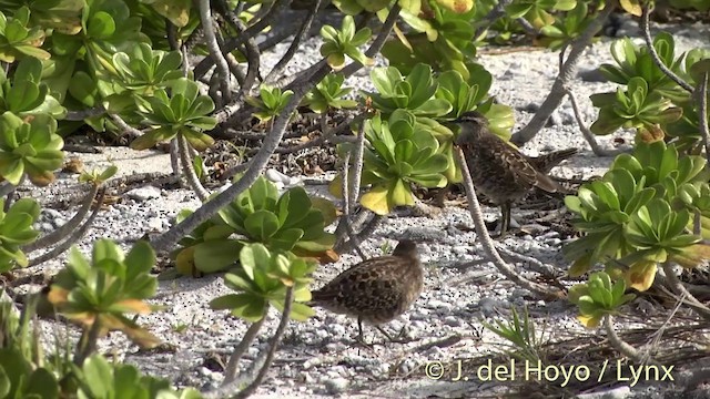 Tuamotu Sandpiper - ML201402861