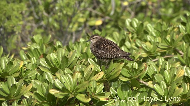 Tuamotu Sandpiper - ML201402871