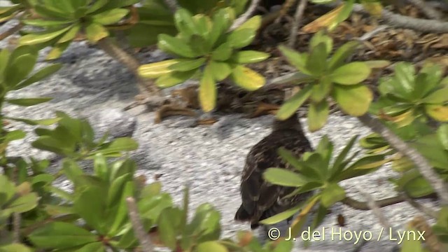 tuamotusnipe - ML201402881