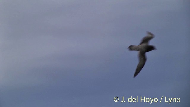 Murphy's Petrel - ML201402891