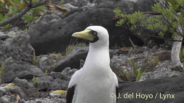 Piquero Enmascarado - ML201402901