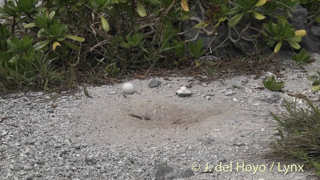 Masked Booby - ML201402941