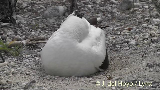 Masked Booby - ML201402951