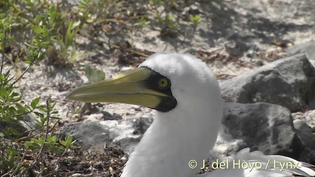 藍臉鰹鳥 - ML201402971