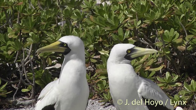 藍臉鰹鳥 - ML201402981