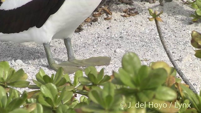 藍臉鰹鳥 - ML201402991