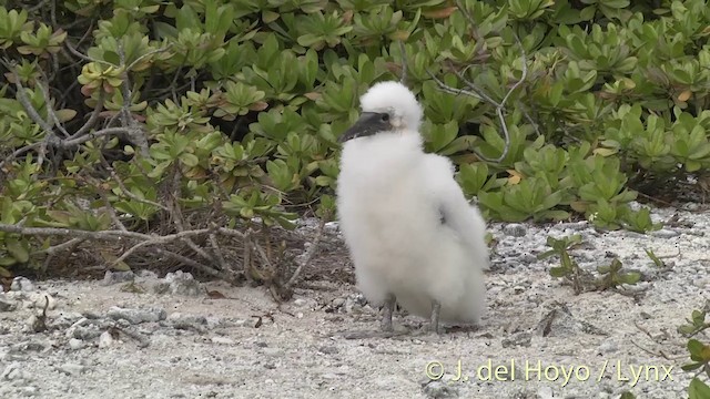 藍臉鰹鳥 - ML201403001