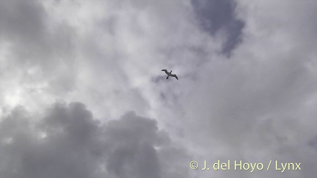 Masked Booby - ML201403021