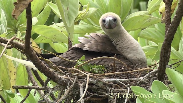 Red-footed Booby (Indopacific) - ML201403051