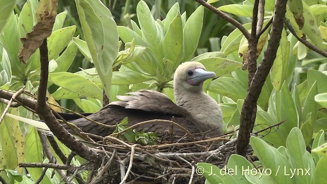 アカアシカツオドリ（rubripes） - ML201403061