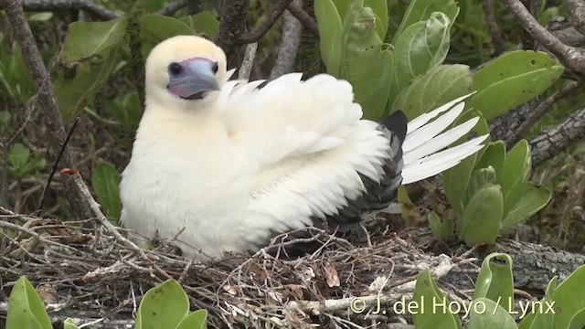 Red-footed Booby (Indopacific) - ML201403071