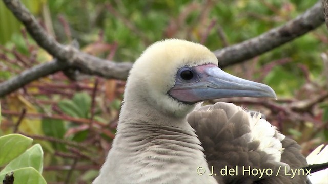 Piquero Patirrojo (rubripes) - ML201403081