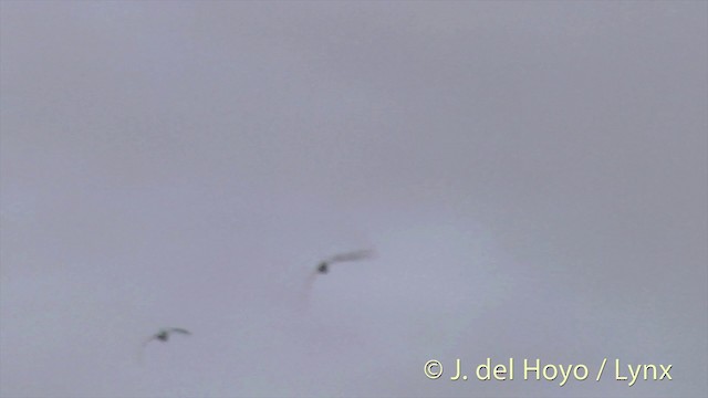 Great Crested Tern - ML201403091