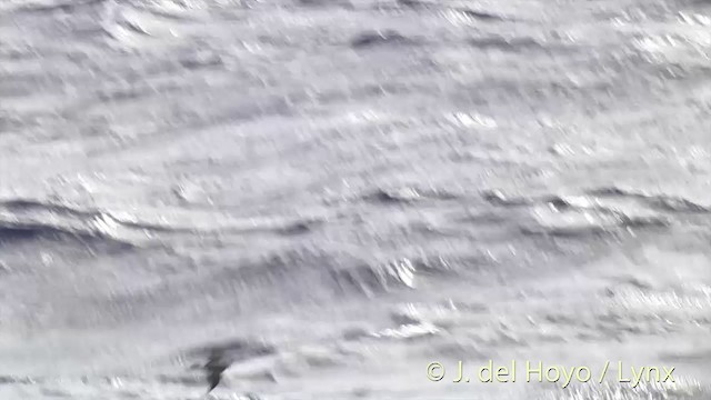 White-faced Storm-Petrel - ML201403101