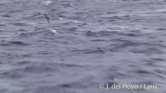 Murphy's Petrel - ML201403111