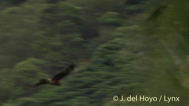 Swamp Harrier - ML201403161