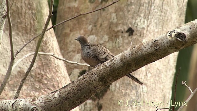 斑馬鳩 - ML201403211