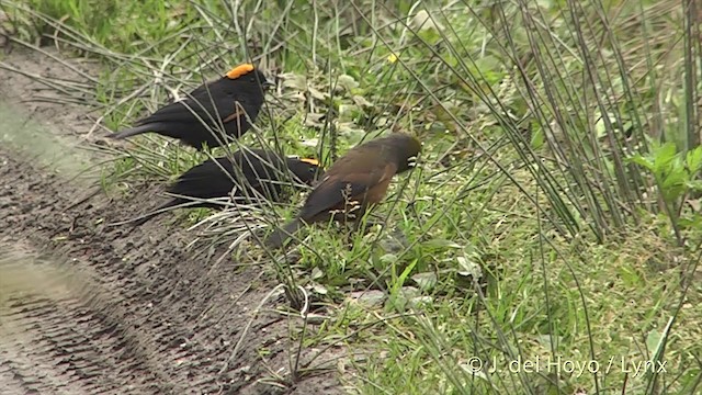 Gold-naped Finch - ML201403241