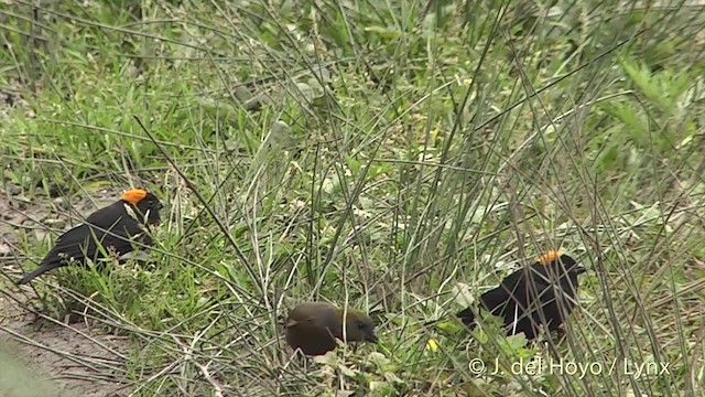 Gold-naped Finch - ML201403251