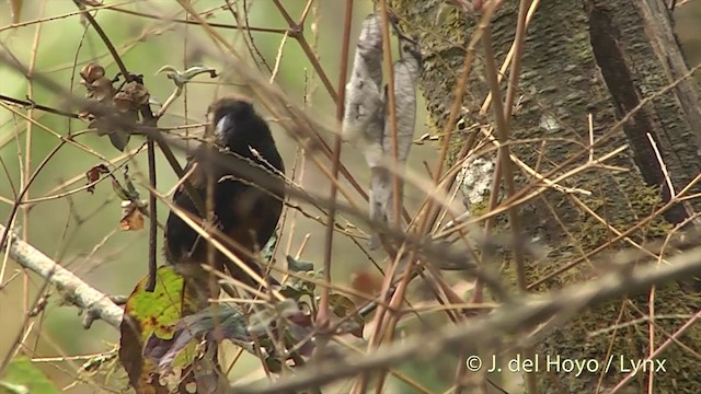 Gold-naped Finch - ML201403291