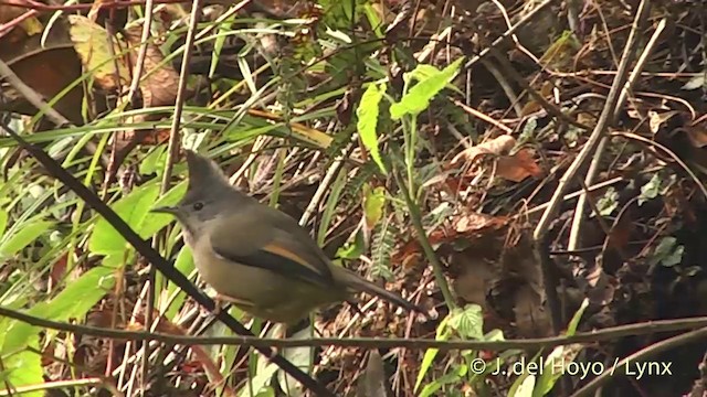 Çizgili Gıdılı Yuhina - ML201403361