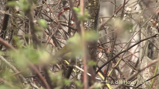 Grünschwanz-Nektarvogel [nipalensis-Gruppe] - ML201403391