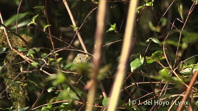 Chestnut-tailed Minla - ML201403401