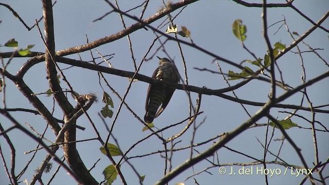 Жагар хөхөө - ML201403421