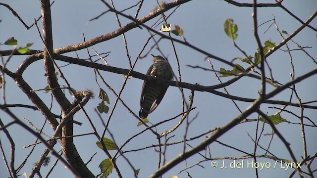 Coucou à ailes courtes - ML201403421