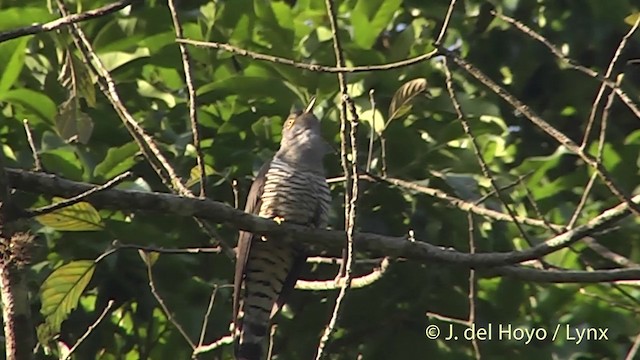 Indian Cuckoo - ML201403431