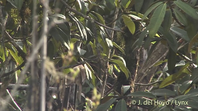 Kahverengi Papağangaga - ML201403471