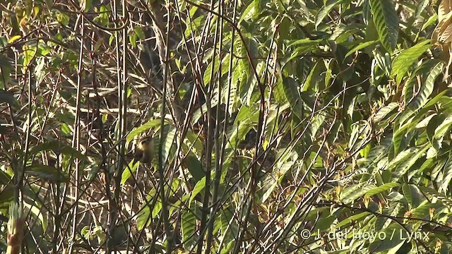 Rufous-winged Fulvetta - ML201403481