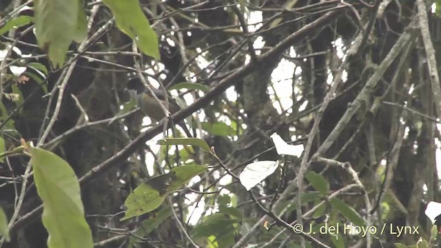 Black-headed Shrike-Babbler - ML201403491
