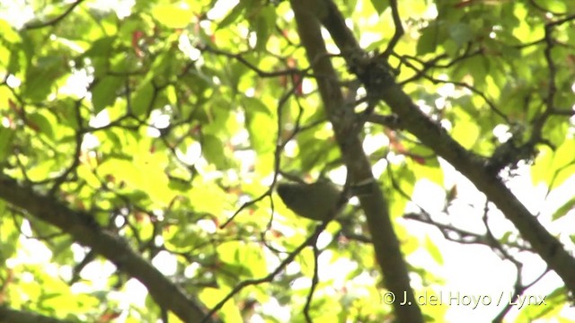 Yellow-browed Tit - ML201403521