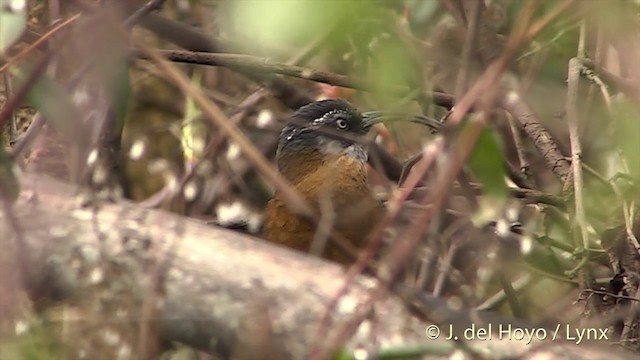 Slender-billed Scimitar-Babbler - ML201403541