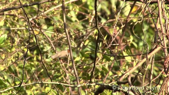 Çizgili Gıdılı Yuhina - ML201403551