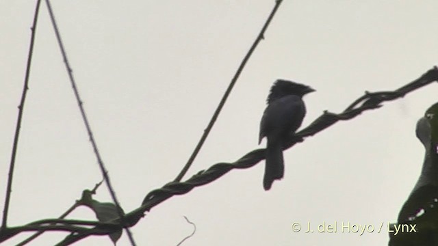 Lesser Racket-tailed Drongo - ML201403611