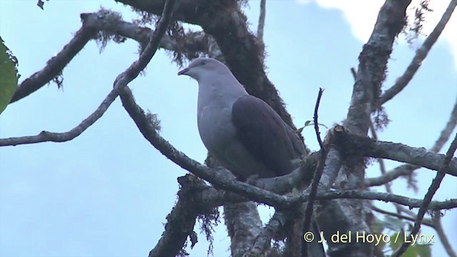 Dúcula Dorsicastaña - ML201403621