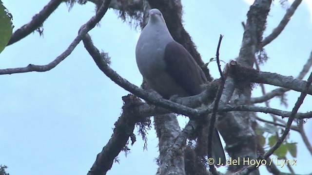 Mountain Imperial-Pigeon - ML201403631