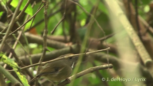 Papamoscas Gorjirrojo - ML201403651